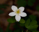 Eastern false rue anemone